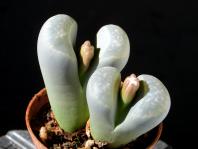 Thumbnail of 1950.1_Lithops salicola_20151001_01(1).JPG